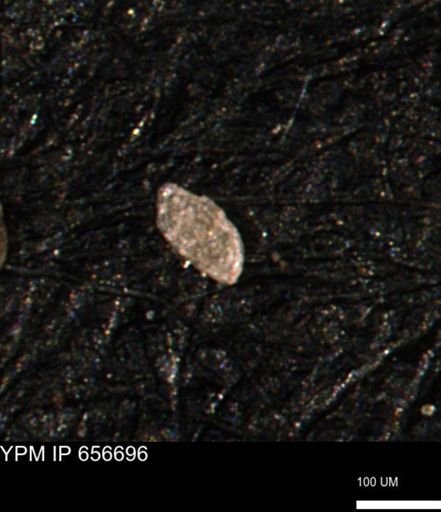 Spirolocammina planula