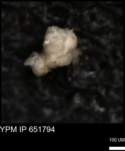 undet. Foraminiferida
