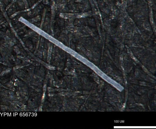 undet. Porifera