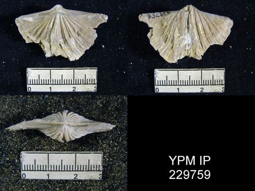 Neospirifer dunbari