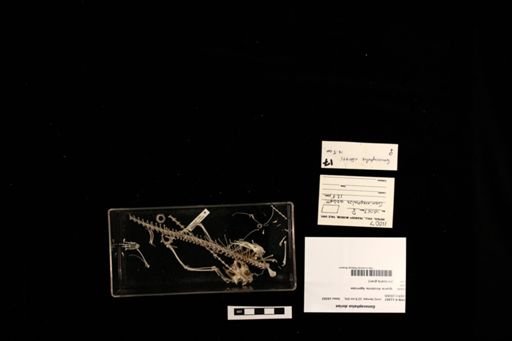 Gonocephalus doriae