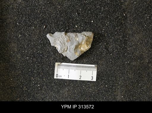Inoceramus