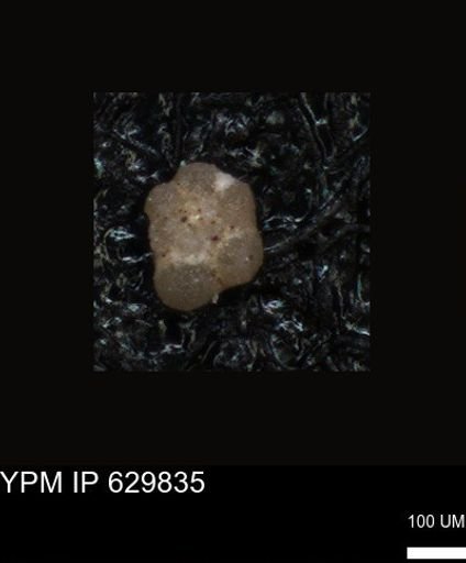 undet. Foraminiferida
