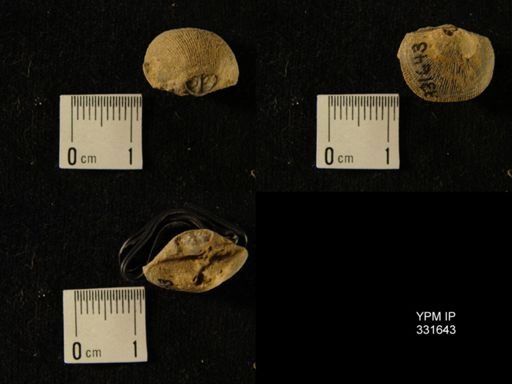 Doleroides?