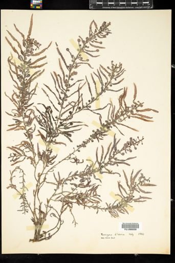 Sargassum