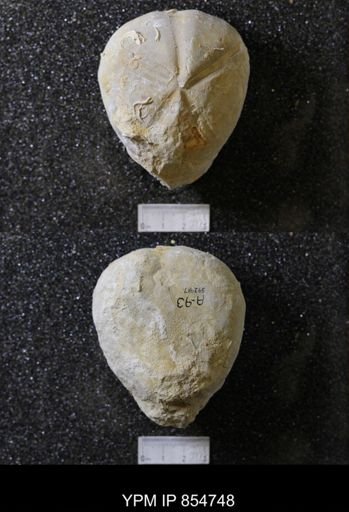Macraster elegans