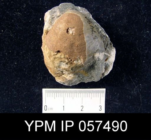 Meristella laevis