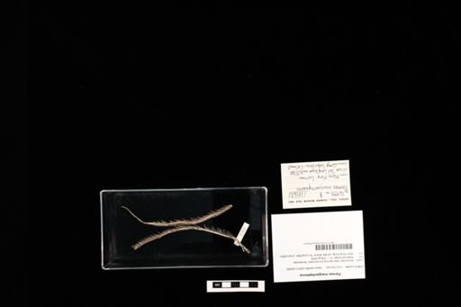 Pareas margaritophorus