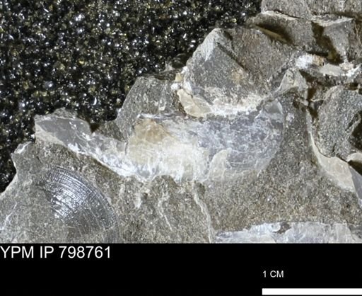 Pseudoptera sp.