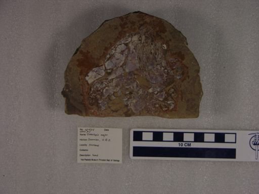 Osteolepis major