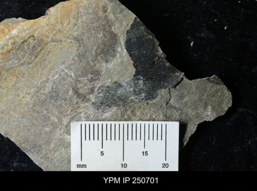 undet. Carcinosomatidae