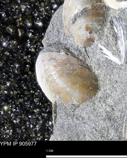Limopsis striatopunctatus
