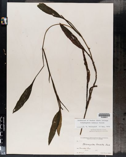 Potamogeton nodosus