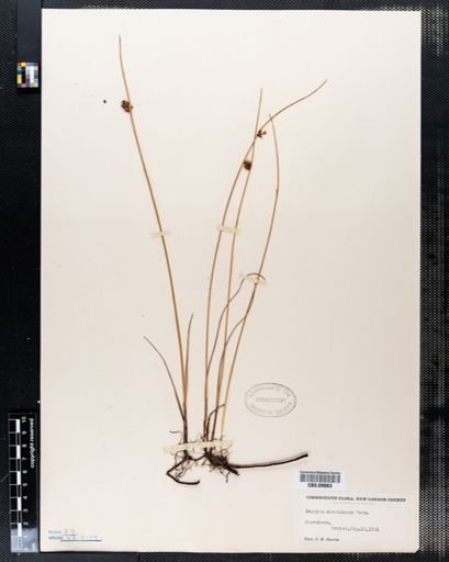 Scirpus americanus