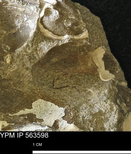 Limopsis striatopunctatus