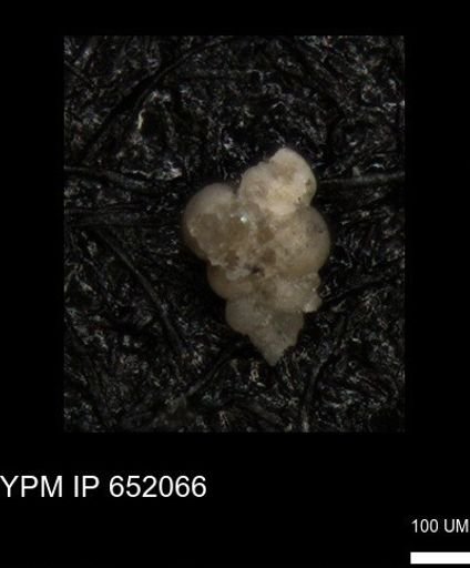 undet. Heterohelicidae
