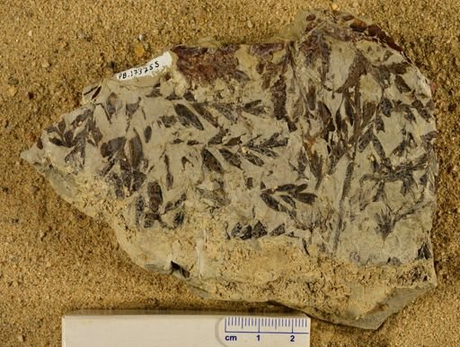 Triphyllopteris rarinervis