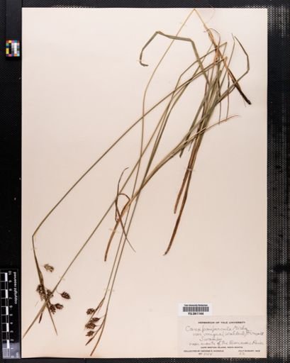 Carex paupercula