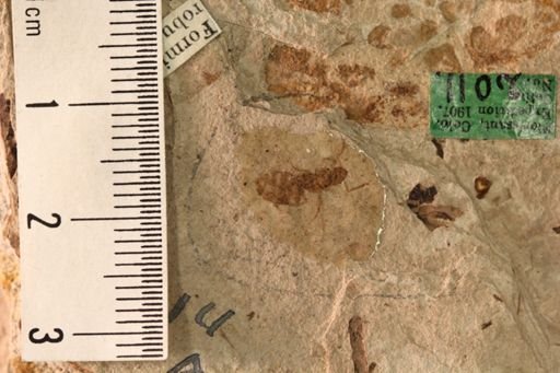 Formica robusta