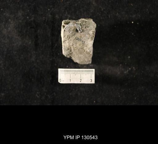 Platyceratoidea