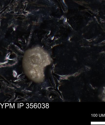 undet. Foraminiferida
