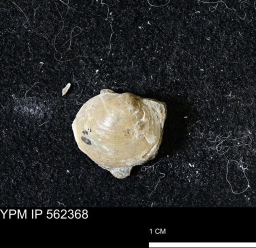 Limopsis striatopunctatus
