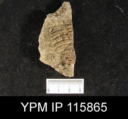 Lyttonia nobilis americanus
