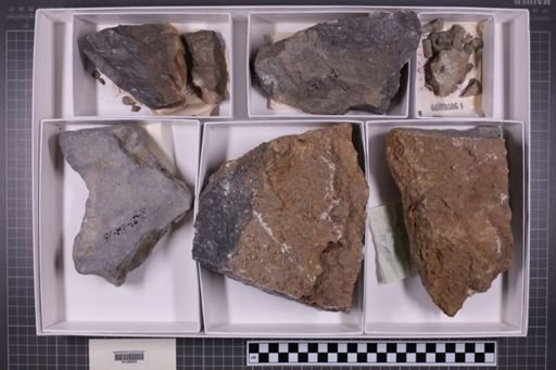 mixed taxa, stratigraphic collection
