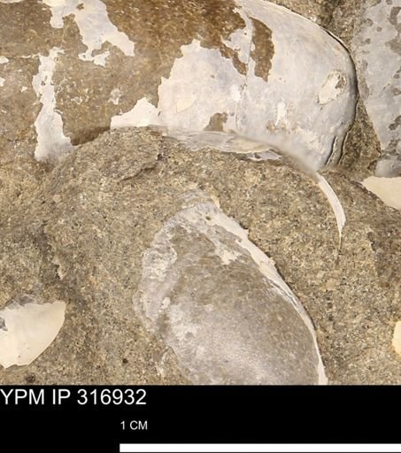 Phelopteria