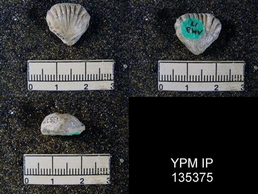 Uncinulus sp.