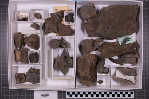 mixed taxa, stratigraphic collection