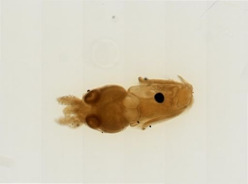 Myopsida