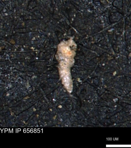 Verneuilinoides kansasensis