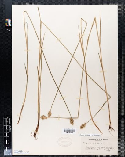 Carex mirabilis