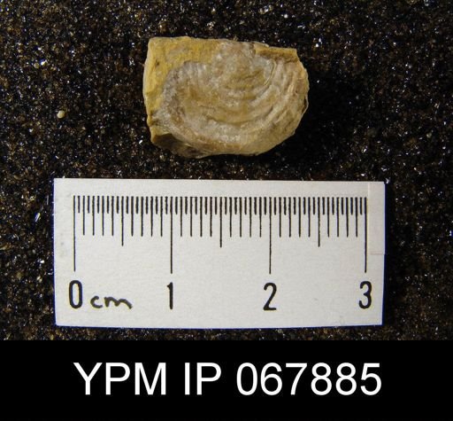 Leptaena rhomboidalis