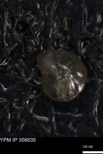 undet. Foraminiferida