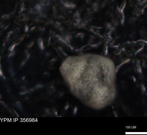 undet. Foraminiferida