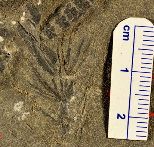 Asterophyllites sp.