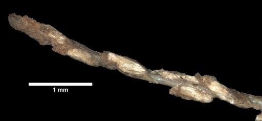 Trichogorgia viola