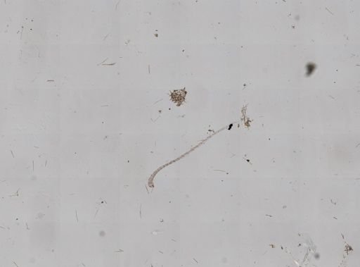 Chalinidae