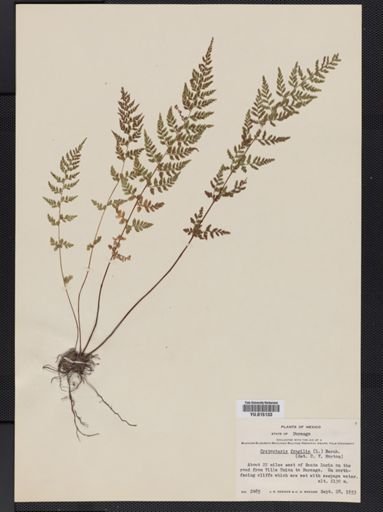 Cystopteris fragilis