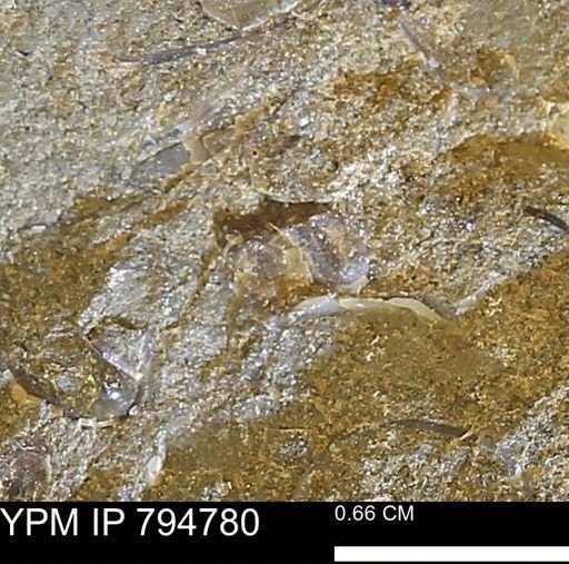 undet. Mollusca