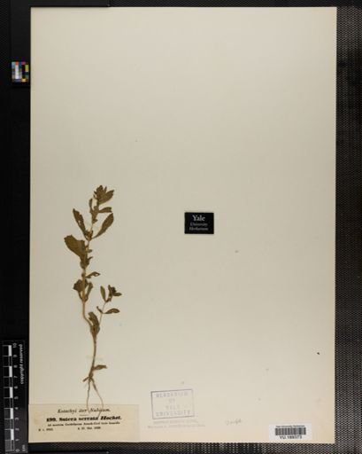 Plantae