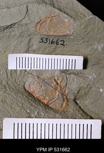 Chauvelicystis sp.
