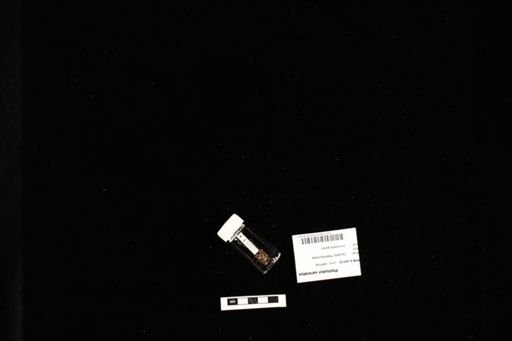 Plethodon variolatus
