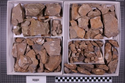 mixed taxa, stratigraphic collection