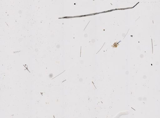 Ircinia