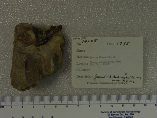 Mimatuta minuial