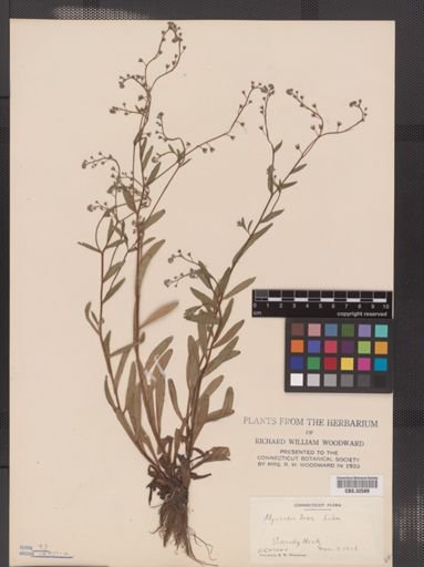 Myosotis laxa