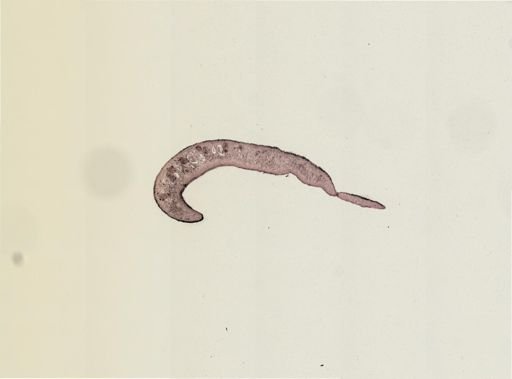 Turbellaria